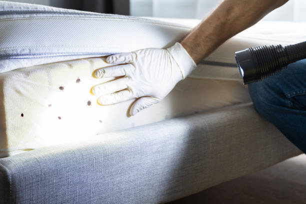 Best Wasp Removal Services  in Comfort, TX