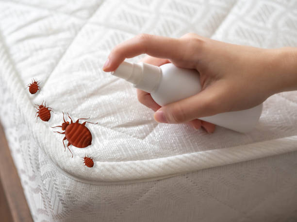 Best Affordable Pest Control Services  in Comfort, TX