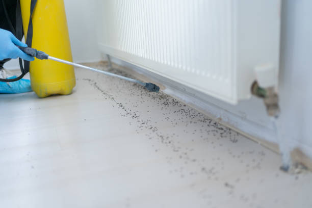 Best Pest Prevention Services  in Comfort, TX